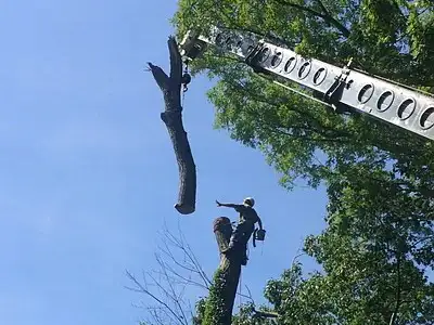 Tree Services, Millersville, MD