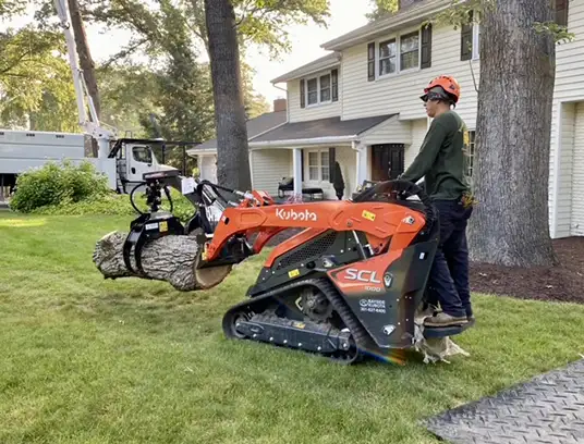 Tree Services in Severna Park, MD Tree Services in Severna Park, MD