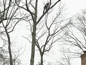 Removing a dead Oak from the backyard of a home in Millersville