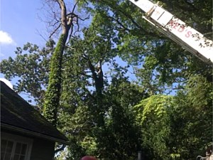 Removing a hazardous tree in Annapolis